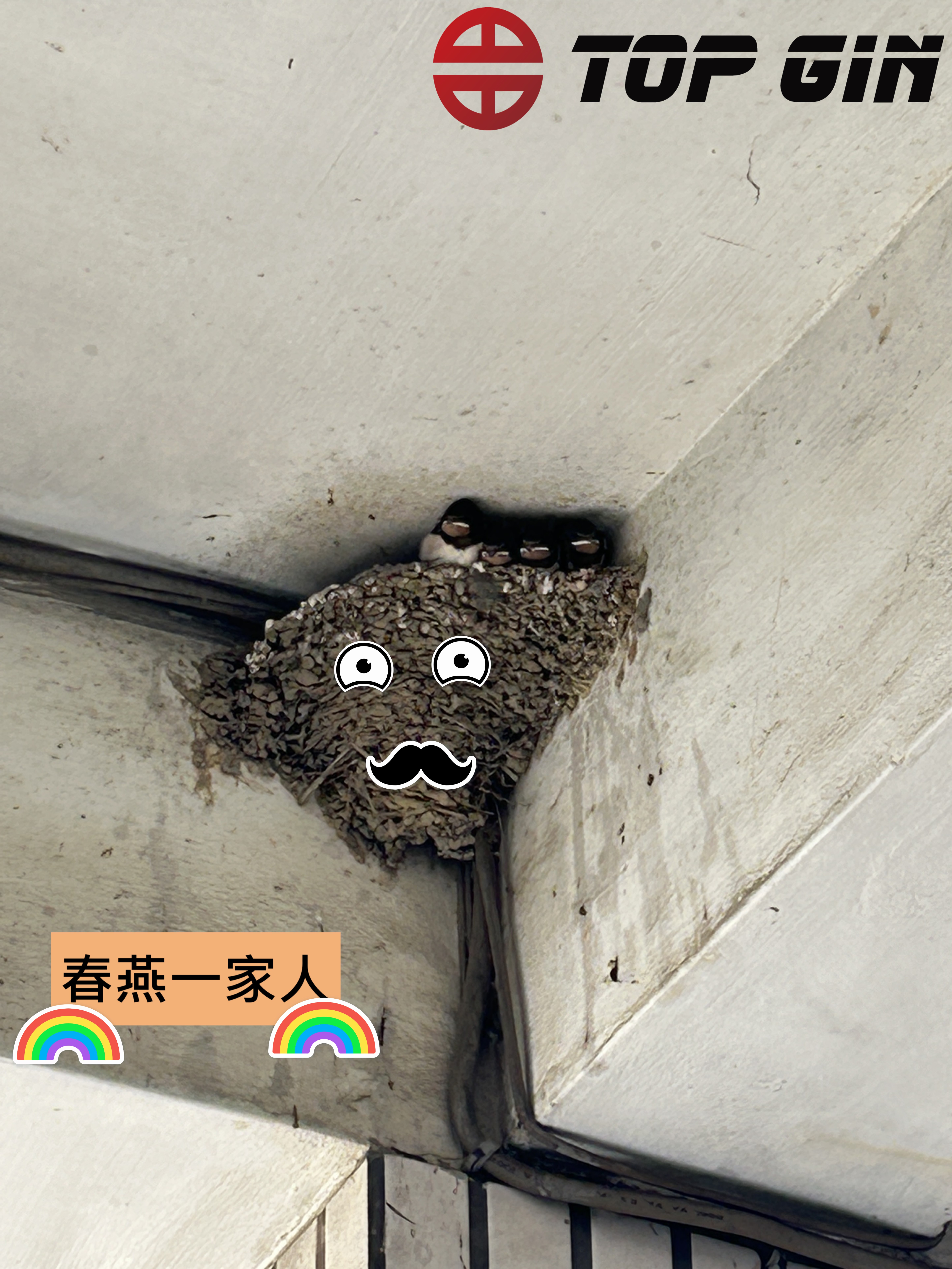 【上晉變頻】春燕小故事