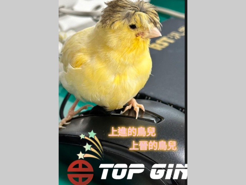 上晉的鳥兒，一起守護家園